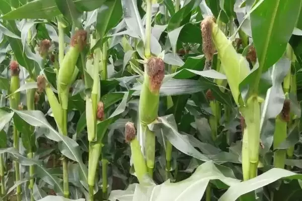 战鸟369玉米种啥情况(战鸟369玉米种适宜播种期6月上旬至中旬)？插图3