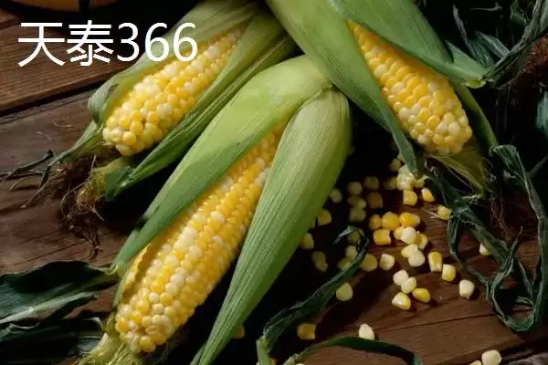 有哪些品质好的玉米种(品质好的玉米种有哪些推荐)？插图1