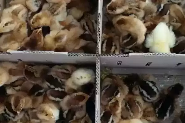 幼小野鸡苗怎么养(幼小野鸡苗养殖方法有哪些)?插图2 幼小野鸡苗怎么养(幼小野鸡苗养殖方法有哪些)?插图2