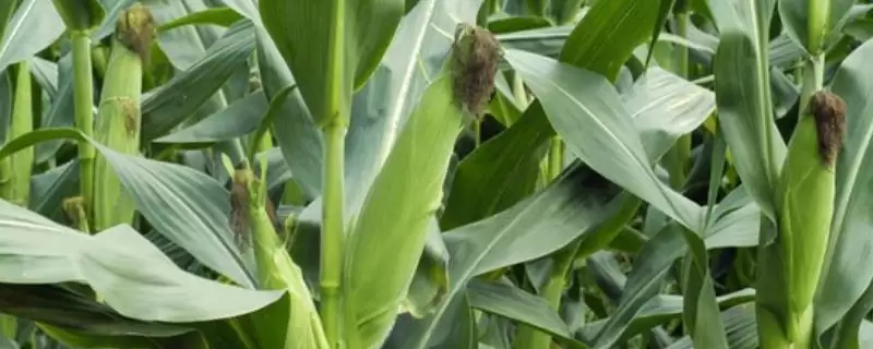 习玉1号玉米品种特性及夏播生育期？-会东网