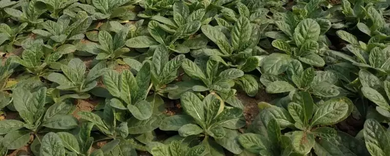 种植地黄的利润有多少(种植地黄一亩地收益为5000-7000元左右)?-会东网