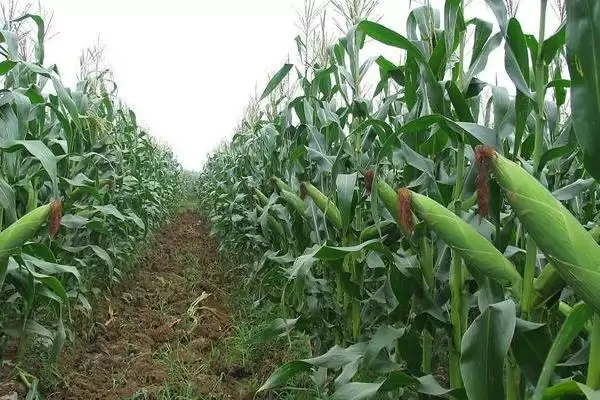 正大615玉米品种啥情况(正大615玉米品种高抗矮花叶病(1级))？插图1