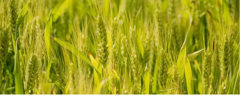 夏收通常时间介绍：一般5-6月份进行要点？-会东网