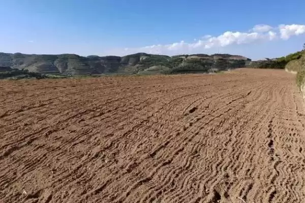 小粒黄豆栽培技术及播种前晒种要点？插图2