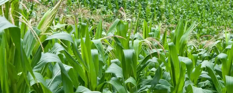 珍甜5号玉米种子啥情况(珍甜5号玉米种子高抗大斑病)？-会东网
