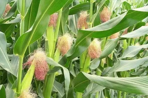 长城淀12号玉米种子有啥特点(长城淀12号玉米种子种植介绍)？插图3