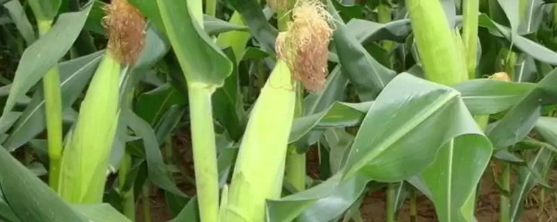 渝单66玉米品种的特性(渝单66玉米品种特性具体是什么)？-会东网