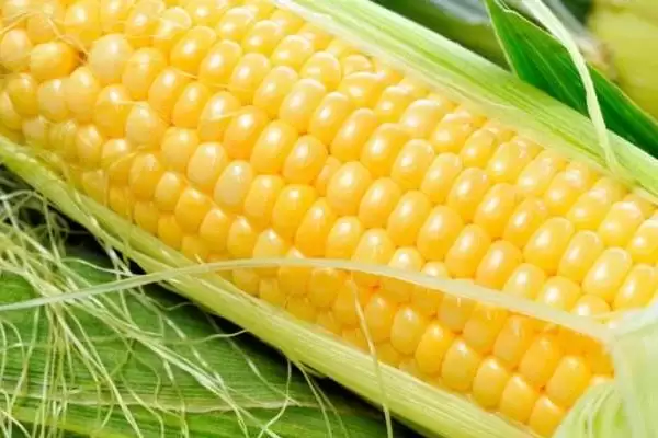 正科育1号玉米品种有啥特性(正科育1号玉米品种注意防治茎腐病和矮花叶病)？插图3