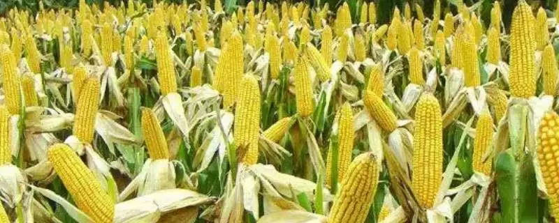 有哪些须根系植物(常见须根系植物有哪些)？-会东网