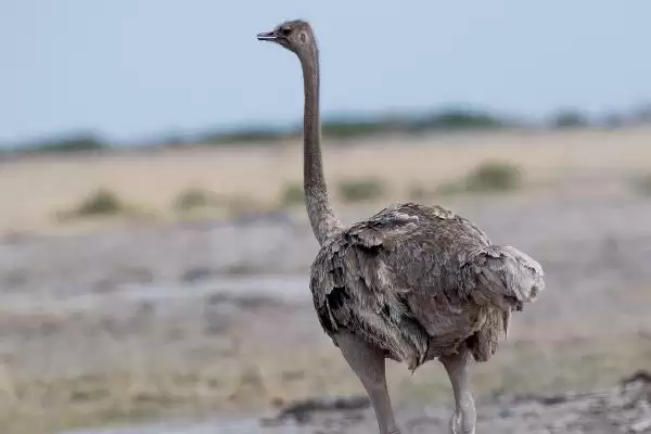 鸵鸟不吃食怎么治疗(鸵鸟不吃食治疗需及时更换饲料)？插图1