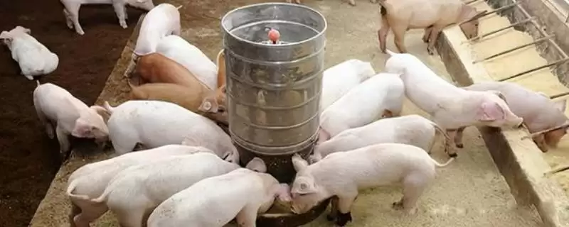 小猪饲料不能给大猪吃原因及营养需求要点？-会东网