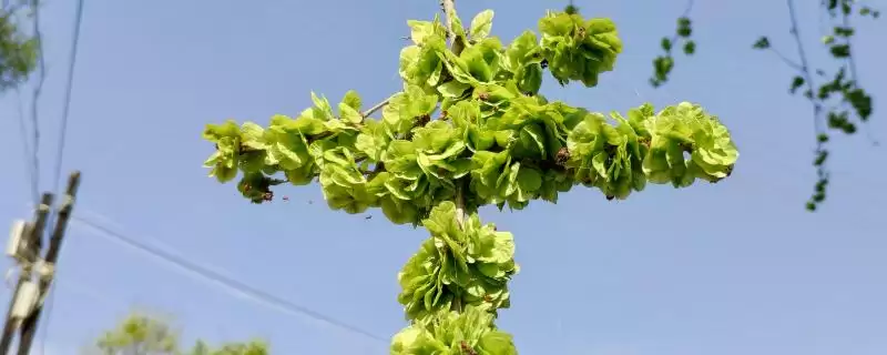 榆钱可以吃吗(榆钱是否可以食用)?-会东网