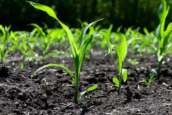 玉米发芽可以喂羊吗(发芽的玉米能否用来喂羊)？插图1