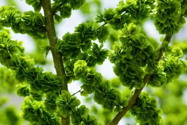 榆钱可以吃吗(榆钱是否可以食用)?插图2 榆钱可以吃吗(榆钱是否可以食用)?插图2