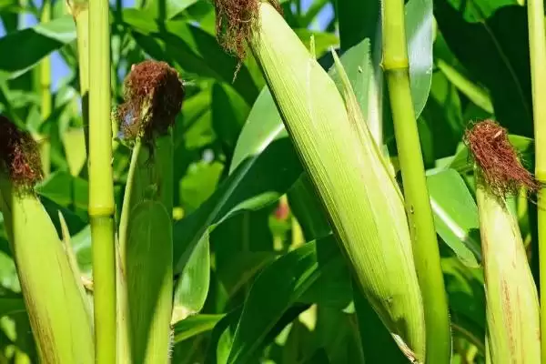 西多Q1玉米种子特征特性及底施硝酸磷肥要点？插图3