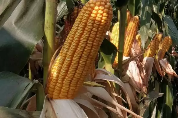 长城306玉米种子有啥特征特性(长城306玉米种子中抗玉米螟)？插图2