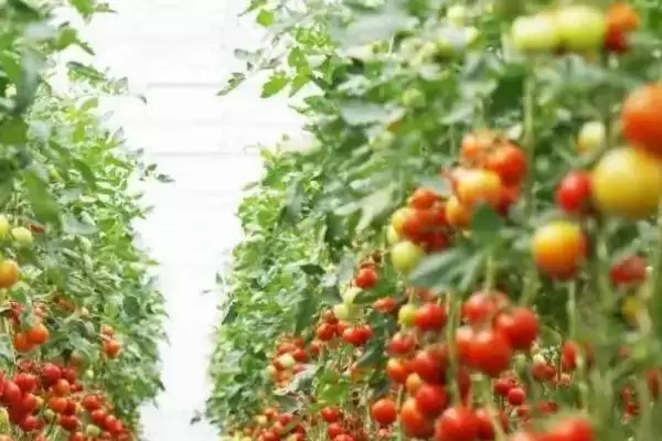 怎么防治番茄缺素症(防治番茄缺素症的方法有哪些)?插图6 怎么防治番茄缺素症(防治番茄缺素症的方法有哪些)?插图6