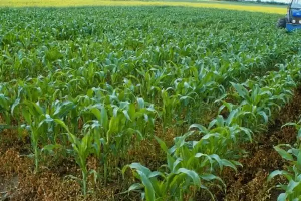 玉米丝黑穗病介绍(玉米丝黑穗病的基本情况介绍)?插图11 玉米丝黑穗病介绍(玉米丝黑穗病的基本情况介绍)?插图11