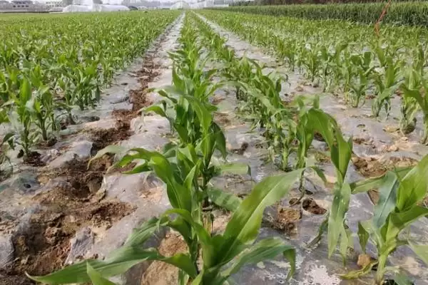 先迪美娜玉米种子特点及亩植密度要点？插图3