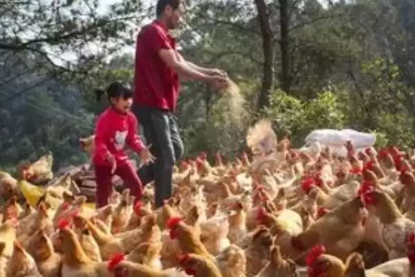 玉米和什么混合搭配喂鸡好(玉米与哪些食物搭配喂鸡效果好)？插图1