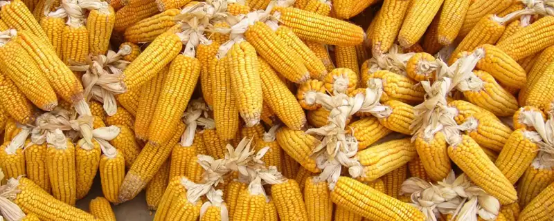 鑫瑞25玉米品种特性及中抗弯孢叶斑病情况？-会东网