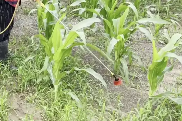 翔玉881玉米种子特征特性及中抗茎腐病情况？插图1