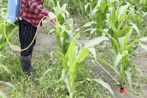 玉米圆斑病的症状(玉米圆斑病的症状表现有哪些)?插图3 玉米圆斑病的症状(玉米圆斑病的症状表现有哪些)?插图3