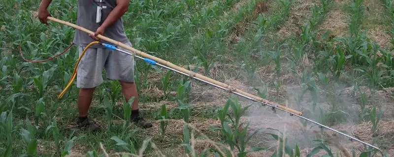 有露水时能不能打玉米苗后除草剂(有露水时能否打玉米苗后除草剂)?-会东网