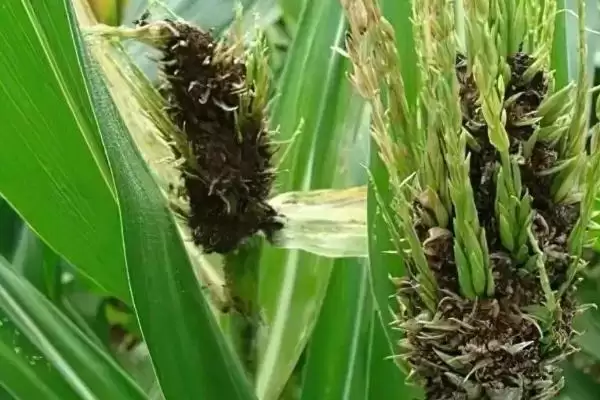 玉米丝黑穗病介绍(玉米丝黑穗病的基本情况介绍)?插图4 玉米丝黑穗病介绍(玉米丝黑穗病的基本情况介绍)?插图4