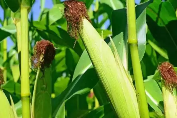 鑫瑞普999玉米种子简介及适宜播期要点?插图1 鑫瑞普999玉米种子简介及适宜播期要点?插图1