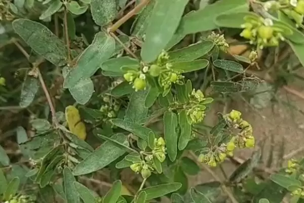 折断有白色乳汁的植物有哪些,常见的有通奶草、鹅绒藤等?插图1 折断有白色乳汁的植物有哪些,常见的有通奶草、鹅绒藤等?插图1