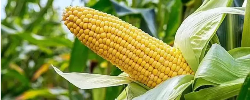 玉佳乐2号玉米种子特点(玉佳乐2号玉米种子有何特点)？-会东网