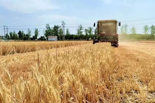 夏收通常时间介绍：一般5-6月份进行要点？插图2