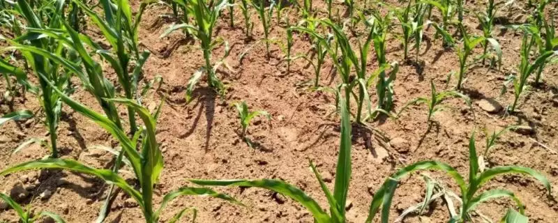玉米播种后多久拔节(玉米播种后多久会进入拔节期)？-会东网