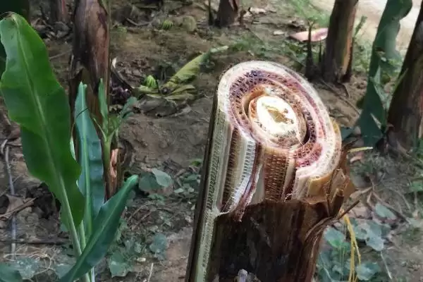 香蕉病虫害及防治方法：不同病虫害不同防治要点？插图2