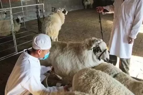 羊怎样养长得快(养羊长得快首先要选择生长速度较快的羊品种)?插图11 羊怎样养长得快(养羊长得快首先要选择生长速度较快的羊品种)?插图11