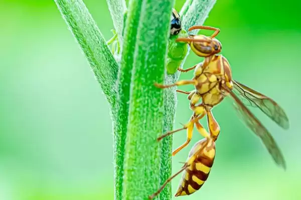 细腰蜂食物及习性介绍：常捕食鳞翅目昆虫幼虫？插图1