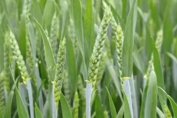 有哪些须根系植物(常见须根系植物有哪些)?插图4 有哪些须根系植物(常见须根系植物有哪些)?插图4