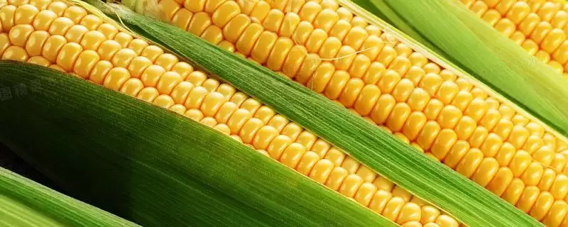 兴垦9号玉米种子特点及适应区播种时间要点？-会东网