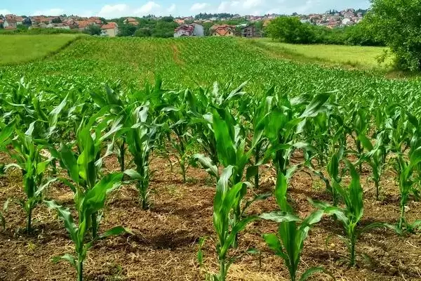 信玉9玉米种子简介及中抗大斑病情况?插图3 信玉9玉米种子简介及中抗大斑病情况?插图3