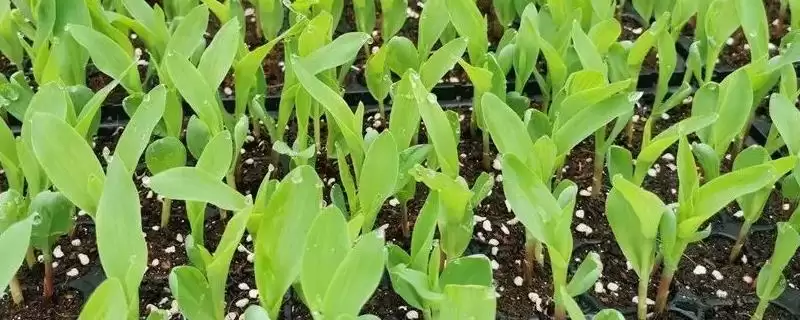 育玉米苗需哪种育苗盘(育玉米苗适合用哪种育苗盘)?插图 育玉米苗需哪种育苗盘(育玉米苗适合用哪种育苗盘)?插图