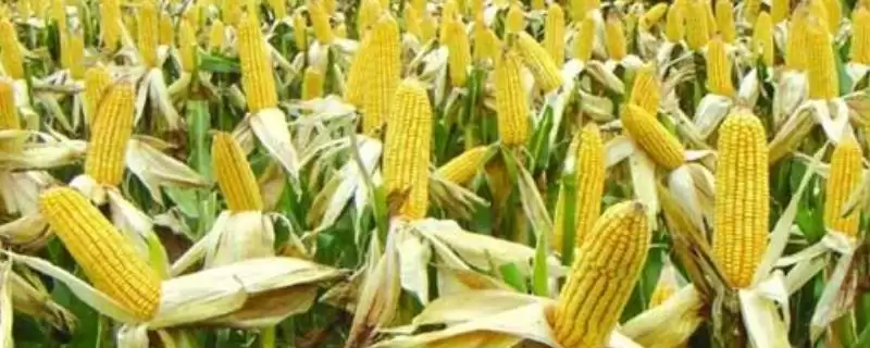 玉农76玉米种子简介(玉农76玉米种子情况怎样简介)？-会东网