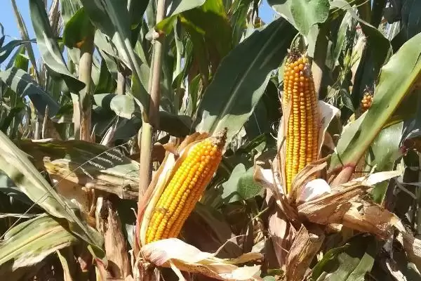 中智9908玉米种子有啥特征特性(中智9908玉米种子生育期春季平均114天)？插图3