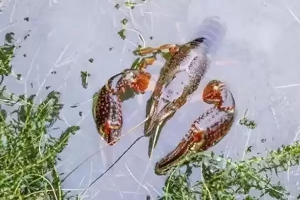 小龙虾怎么养殖(小龙虾养殖需清塘消毒、培育浮游生物后放虾苗)？插图10