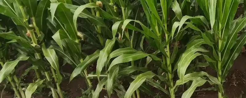 巡天88玉米种子介绍及生育期要点？-会东网