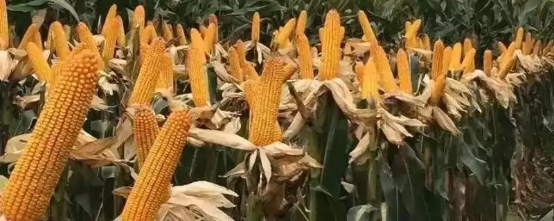 鑫瑞普826玉米种简介及适宜播期要点?插图 鑫瑞普826玉米种简介及适宜播期要点?插图