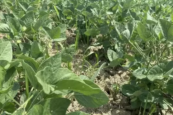 战鸟369玉米种啥情况(战鸟369玉米种适宜播种期6月上旬至中旬)？插图1