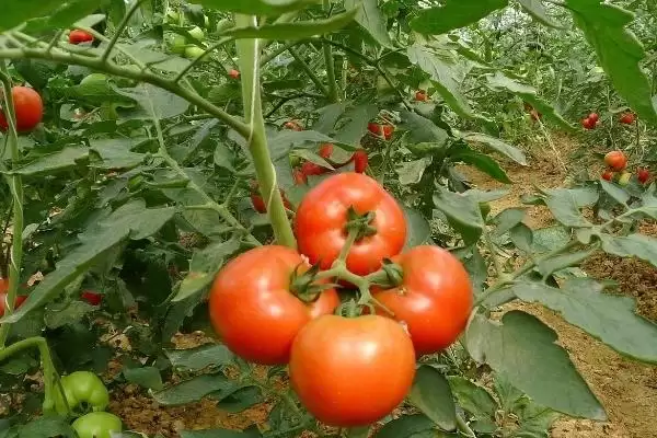 怎么防治番茄缺素症(防治番茄缺素症的方法有哪些)?插图4 怎么防治番茄缺素症(防治番茄缺素症的方法有哪些)?插图4