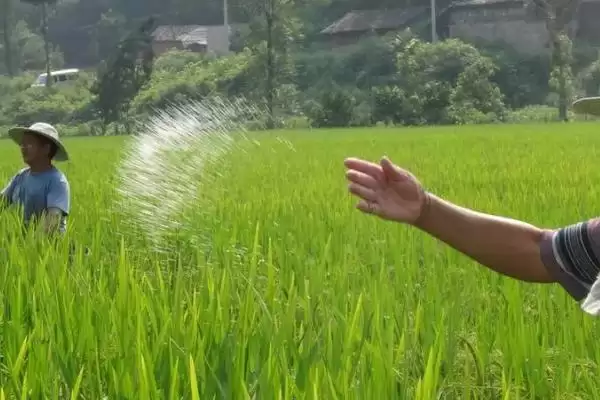 种玉米需要施什么肥(种玉米不同生长阶段所需肥料不同)？插图1