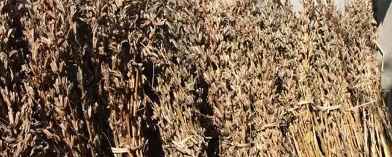 芝麻杆能不能用来喂牛羊(芝麻杆粉碎后才能喂牛羊)？-会东网